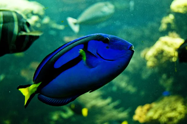 Pacific blue tang — Stock Photo, Image