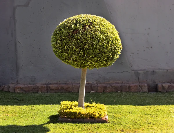 树球形状艺术 — 图库照片