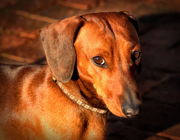 Miniature Dachshund Soft Questioning Look — Stock Photo, Image