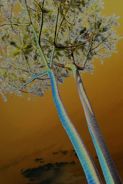 Abstraktní vysoký strom kmenové větve a listí — Stock fotografie