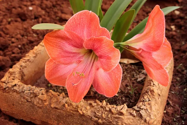 büyük pembe turuncu clivia çiçek