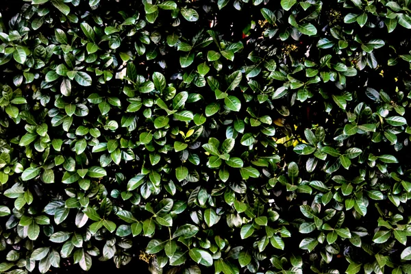 Hedge natural com folhas verdes escuras — Fotografia de Stock