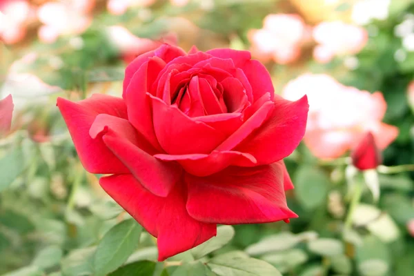 Parfaitement belle rose rouge — Photo