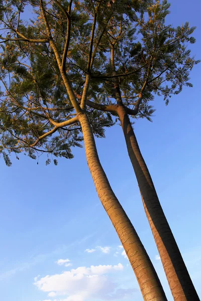 Drzewo wysokości pnia, gałęzi i liści — Zdjęcie stockowe