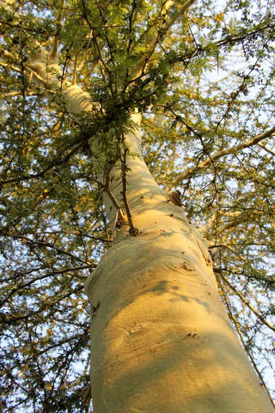 高绿色原因是的荆棘树 — 图库照片