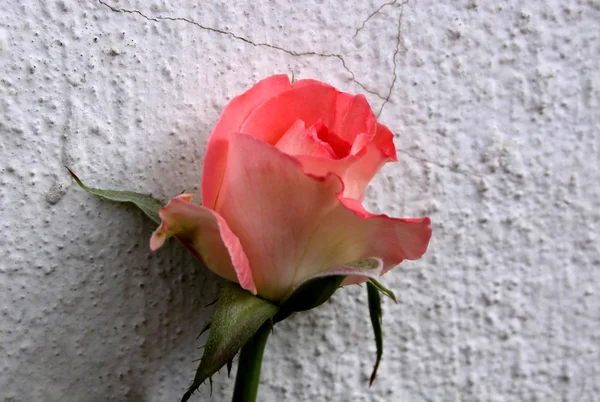 Schöne kleine Mauerblümchen — Stockfoto