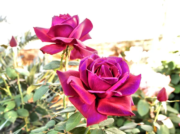 Roses de couleur violet vif abstrait — Photo