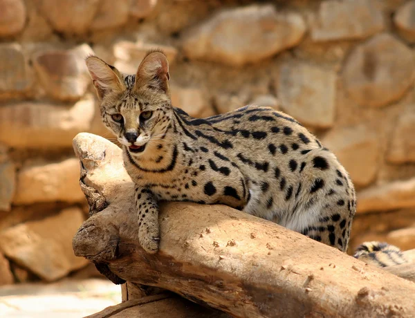 Serval Afrikaanse wilde kat rustend op boomstronk — Stockfoto