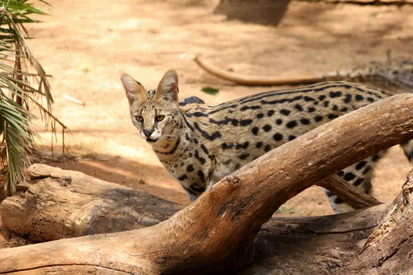 Serval Afrikaanse wilde kat in de natuur — Stockfoto