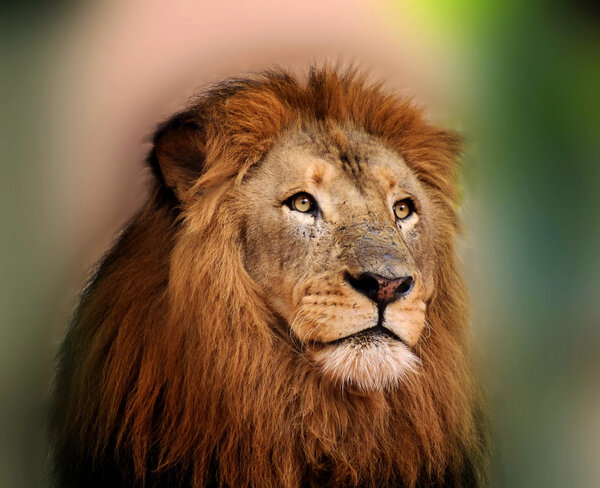 Royal King Lion with Majestic Face and Sharp Bright Eyes