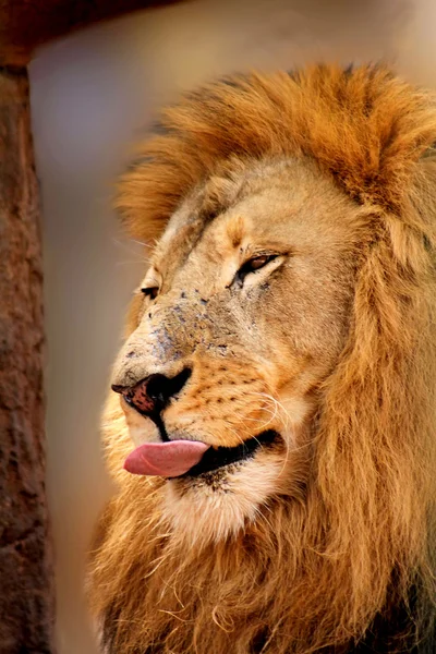 Leão sonolento lambendo seus lábios — Fotografia de Stock