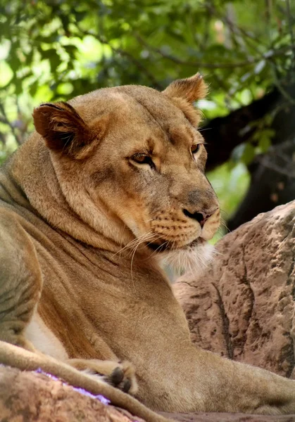 ライオンの横顔のクローズ アップ写真 — ストック写真
