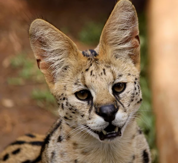 Close-up de Serval African Wild Cat — Fotografia de Stock