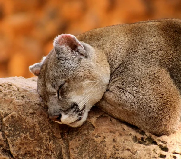 Close-up of Sleeping Puma — Stock Photo, Image