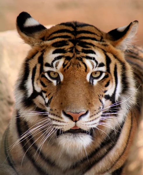 Cara de tigre com boca levemente aberta — Fotografia de Stock