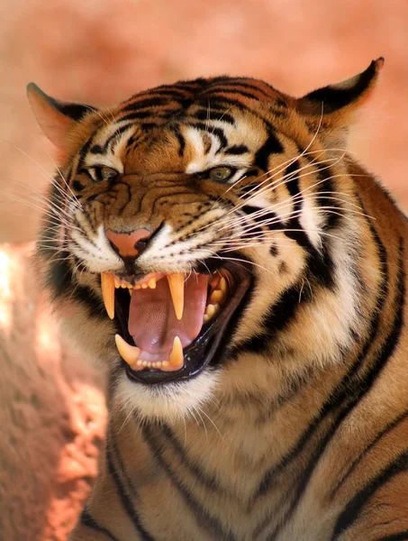 Argt ansikte tiger — Stockfoto