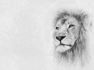 Aslan yüz kartı afiş