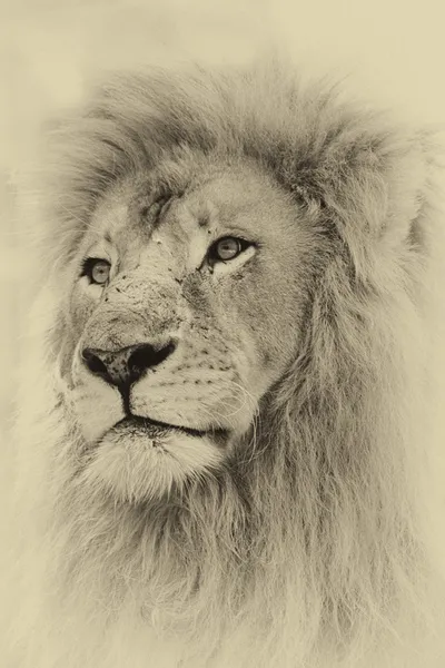 Sepia tonique visage de lion — Photo