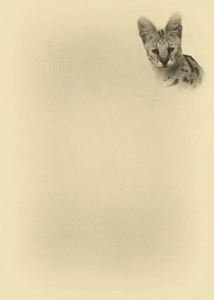 Sepia-getöntes Serval mit Textseite — Stockfoto