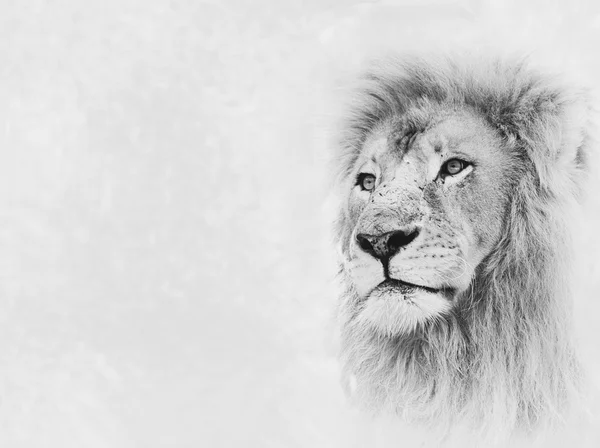 Λιοντάρι πρόσωπο στο banner κάρτα — Φωτογραφία Αρχείου