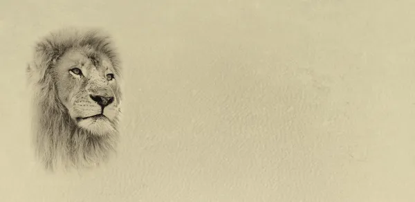 Sepia Toned Lion Face with Text Card Banner Royalty Free Stock Images