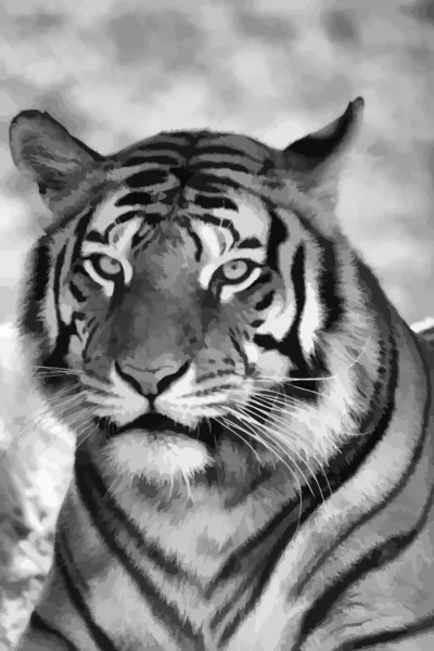 Retrato de rosto de tigre vetorial B & W — Vetor de Stock