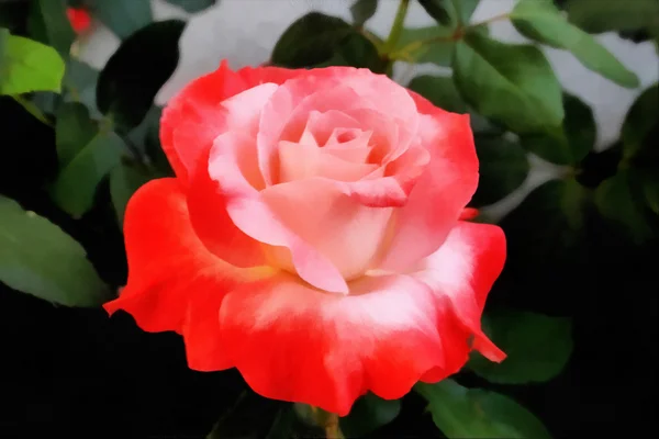 Peinture Orange et Rose Rose — Photo