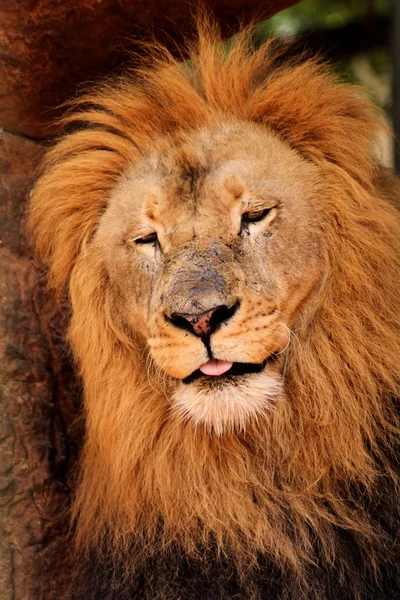 Soñoliento león durmiendo apagado — Foto de Stock