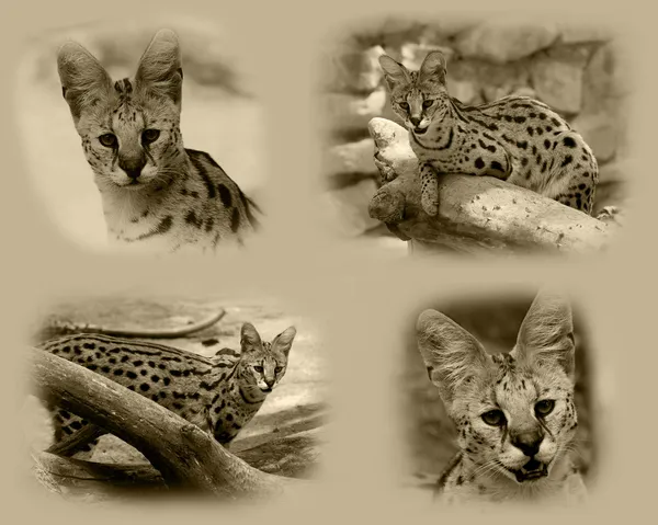 薮猫非洲野生猫 — 图库照片