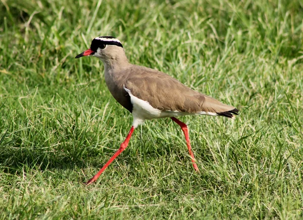 Coroado Plover Lapwing Bird Walking — Fotografia de Stock