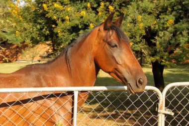 büyük kahverengi midilli kapalı kapısında