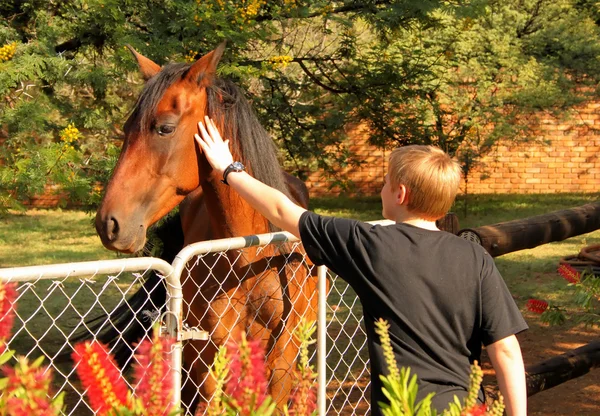 Jongen streelde hoofd van grote pony — Stockfoto