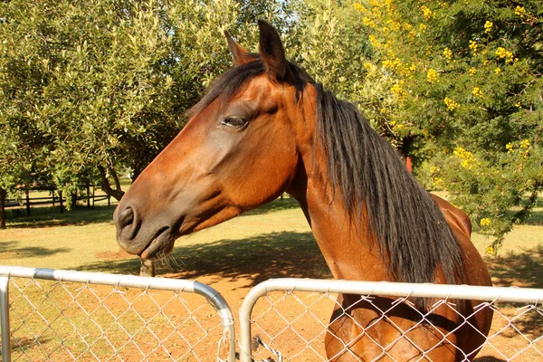Duży brązowy pony w bramie — Zdjęcie stockowe