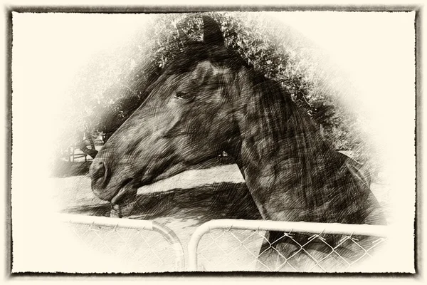 Large Brown Pony at Gate Sepia Drawing — Stock Photo, Image