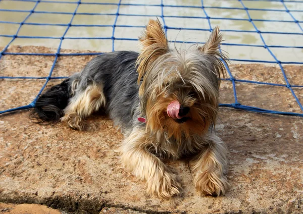 Miniature Yorkshire Terrier at Pool Licking Lips — Stock Photo, Image