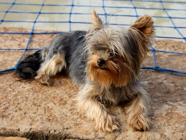 Terrier Yorkshire in miniatura accanto alla piscina — Foto Stock