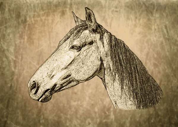 Сепия тонированная лошадь — стоковое фото
