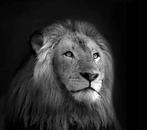 Retrato aislado en blanco y negro Royal King Lion — Foto de Stock