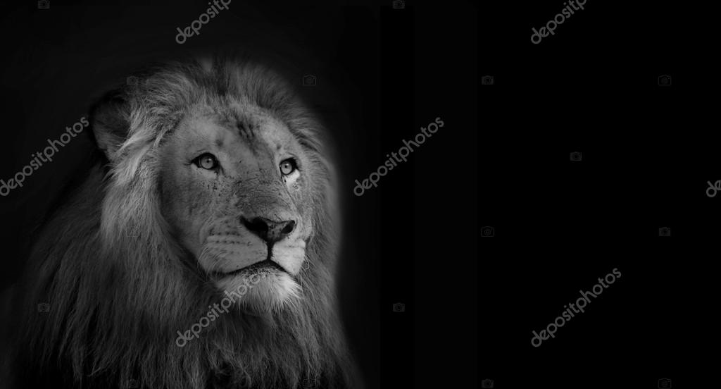 Black and White Isolated Lion Face Card