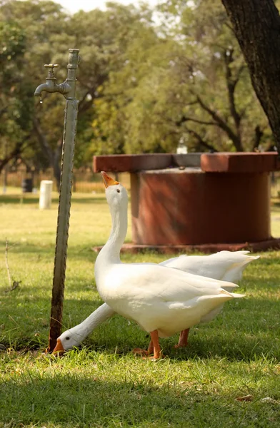 Geese Drinking Water — Stock Photo, Image