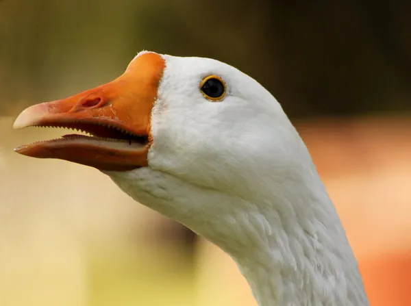 Striking Goose Head Open Beak Close-up — Stock Photo, Image