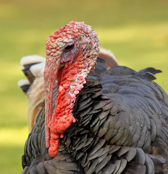 Close-Up Turkey Head — Stock Photo, Image