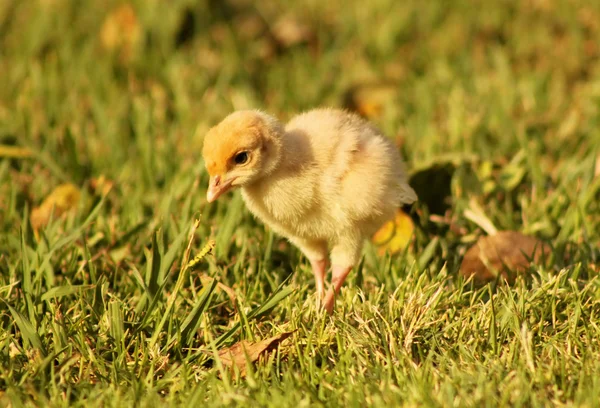 Bourbon Red Turkey Chick — Stock Photo, Image