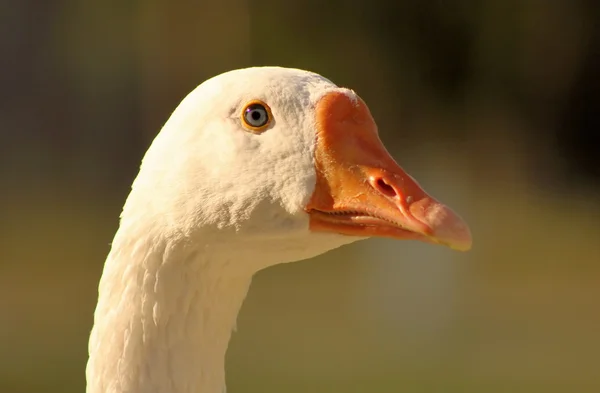 Striking Goose Bright Eyes Close-up — Stock Photo, Image