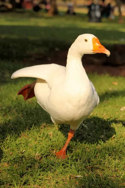 Ballerina Gåse – stockfoto