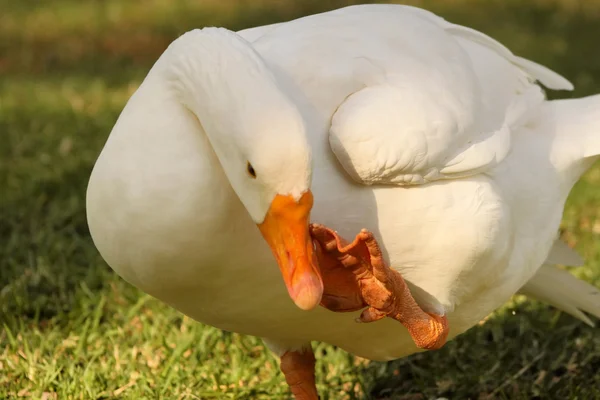 Goose använder foten för rengöring — Stockfoto
