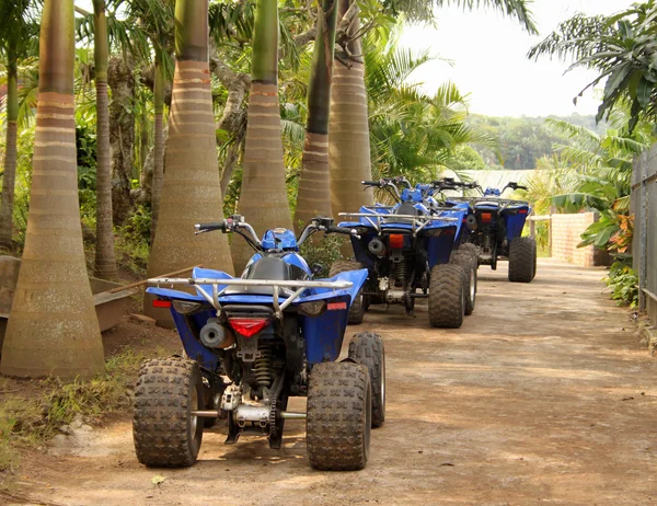 Azul Quad Bicicletas bajo palmeras —  Fotos de Stock