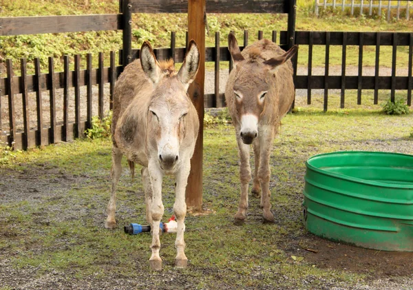 Twee ezels in de dierentuin — Stockfoto