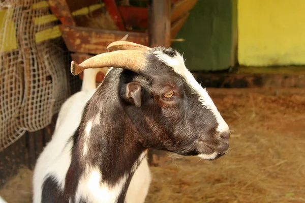 South African Indigenous Veld Goat Close-up Portrait — Stock Photo, Image