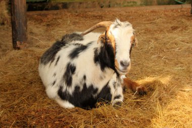 Güney Afrikalı yerli veld keçi yakın çekim döşeme